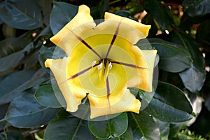 Yellow cup of gold blossom