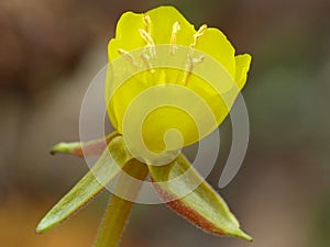 Yellow Cup Shaped Flower 1