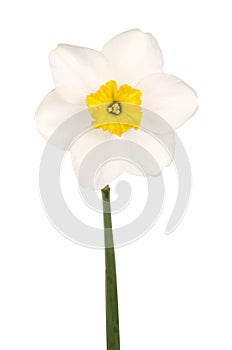 Yellow-cupped white daffodil