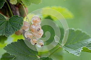 Yellow currant berries on branch with leaves on blurred natural green background