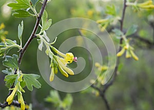 Yellow currant flowers in the spring garden 3 photo