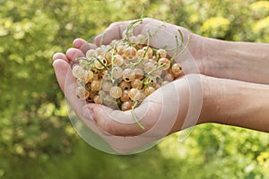 Yellow currants lie in female hands