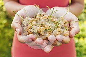 Yellow currants lie in female hands