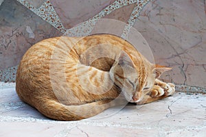 Yellow cute cat sleeping on marble chair