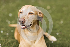 Yellow cute dog sitting on grass. Green background