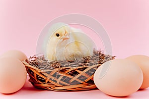 Yellow cute small chick sitting in nest near eggs on pink background. Concept of easter postcard. Organic meat on farm