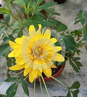 Yellow cutleaf Coneflower