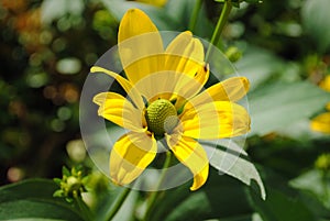 Yellow cutleaf coneflowers