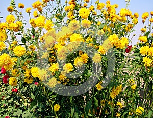 Yellow Cutleaf coneflowers in the field