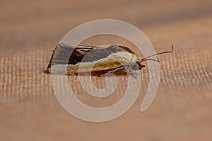 Yellow Cutworm Moth