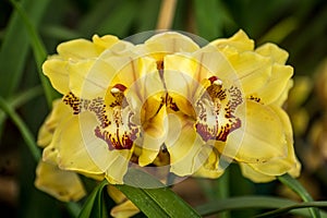 Yellow Cymbidium or Boat Orchid
