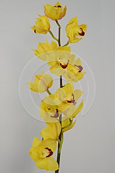 Yellow cymbidium flower on white background