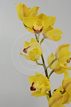 Yellow cymbidium flower on white background