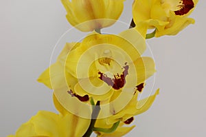 Yellow cymbidium flower on white background