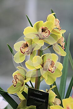 Yellow Cymbidium orchid