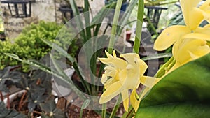 Yellow Cymbidium orchid