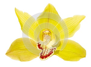 Yellow cymbidium orchid flower isolated on white background photo