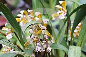 Yellow Cymbidium orchid in pot. Flower and stem