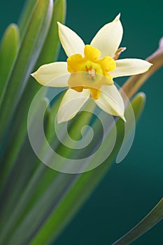 Yellow Daffodil photo