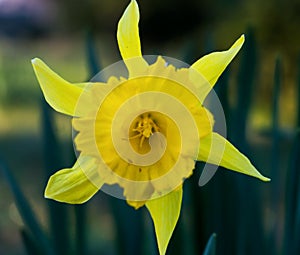 Yellow daffodil