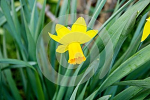 The yellow daffodil, also known as lent lily, is the best known plant from the daffodil genus