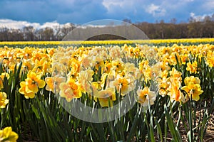 Yellow daffodil beautiful field.