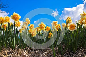 Yellow daffodil beautiful field.