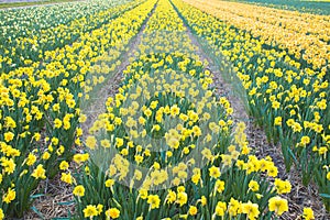 Yellow daffodil beautiful field.