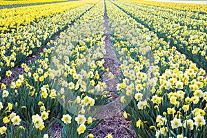 Yellow daffodil beautiful field.