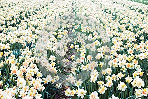 Yellow daffodil beautiful field.