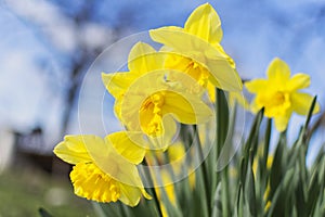 Yellow daffodil on blue background