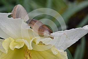 Yellow Daffodil Brown Slug