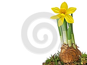 yellow daffodil with bulb planted in moss white background, spring flower isolated with copy space