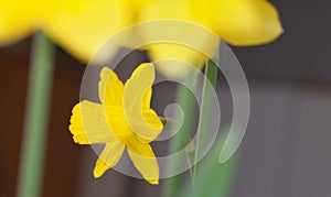 Yellow daffodil close-up.
