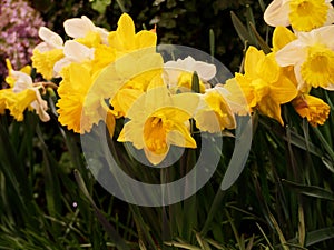 Yellow daffodil close up.