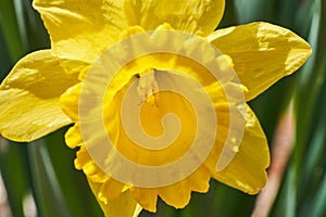 Yellow daffodil closeup on a sunny day