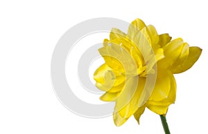 Yellow daffodil with copy space on right