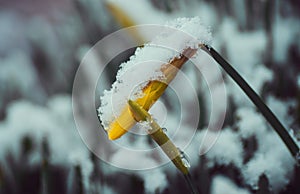 Yellow Daffodil Covered In Fresh Snow.