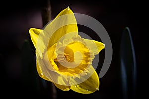 Yellow daffodil on dark background.