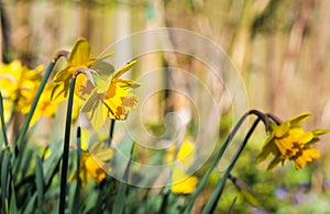 Yellow Daffodil Easter Narcissus Flowers Blooming, Stone Wall Ba