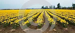 Yellow Daffodil Farm