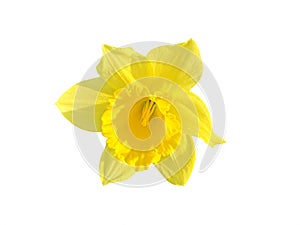 Yellow daffodil flower