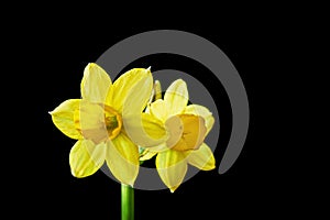 Yellow daffodil flower blossom on black background