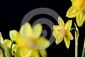 Yellow daffodil flower blossom on black background