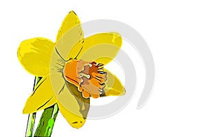 Yellow daffodil flower blossom illustration