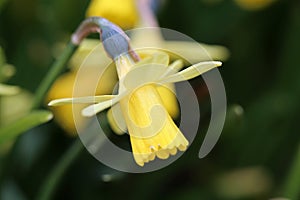 Yellow Daffodil Flower in a Closeup with Green Background