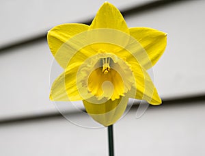 Yellow daffodil flower with intricate stamen detail