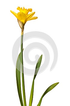 Yellow daffodil flower isolated