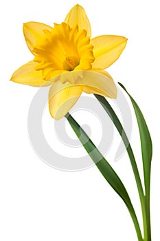 Yellow daffodil flower isolated