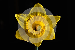 Yellow Daffodil flower isolated on a black background